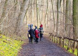 Winterlinge  Gelbe Pracht In Jena 2024 35